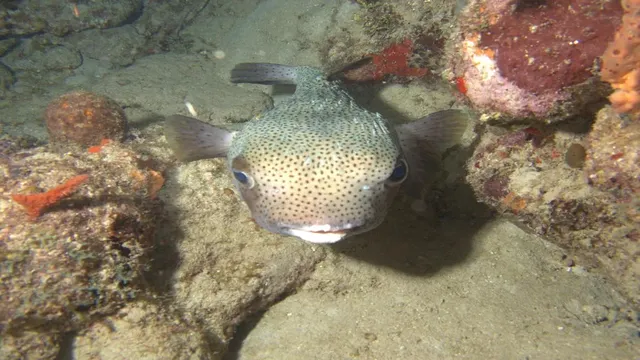 Pufferfish on reef