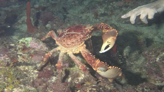 Caribbean reef crab