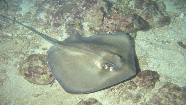 Stingray on the seabed