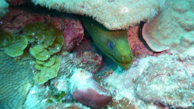 Green moray eel in coral