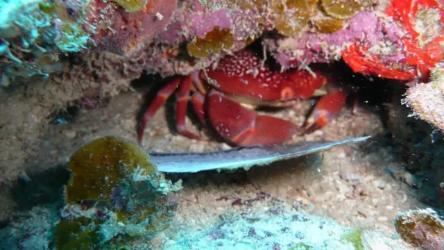 Red crab in reef crevice