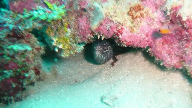 Marine life hidden in coral