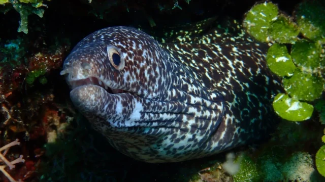 Spotted moray eel peeking from reef