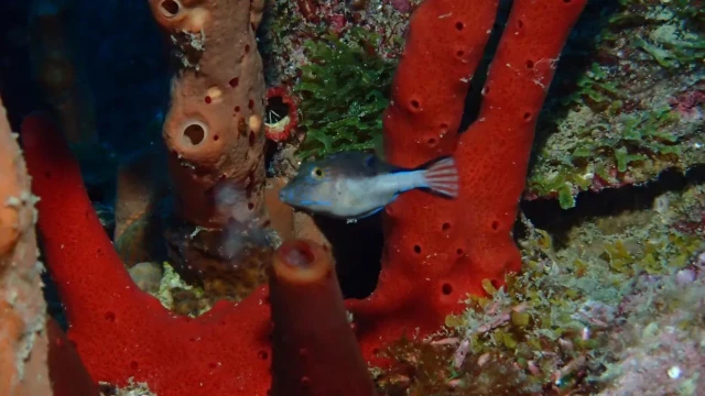 Pufferfish among red sponges