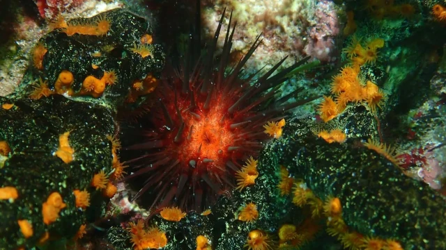Sea urchin surrounded by orange coral