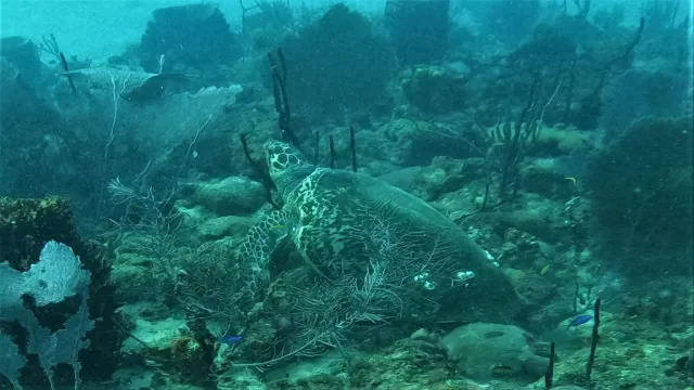 Sea turtle gliding over the reef