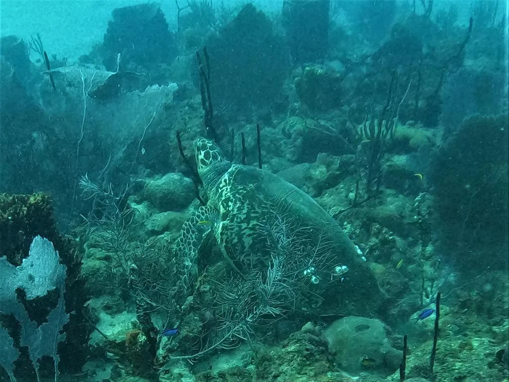 Sea turtle gliding over the reef in Boca Chica